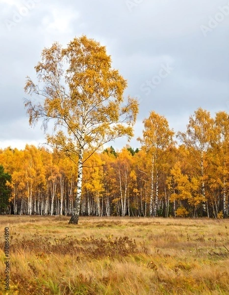 Obraz Autumn birch forest landscape