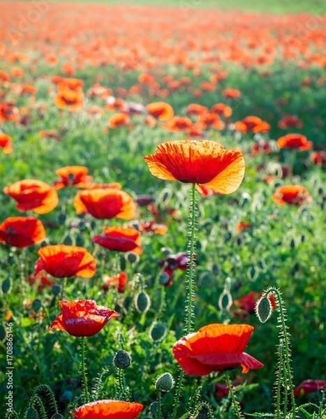 Fototapeta Vibrant red poppies in a field