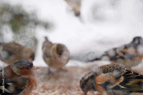 Fototapeta Feeding small finches grain outside the window on a cold, snowy winter day, soft focus