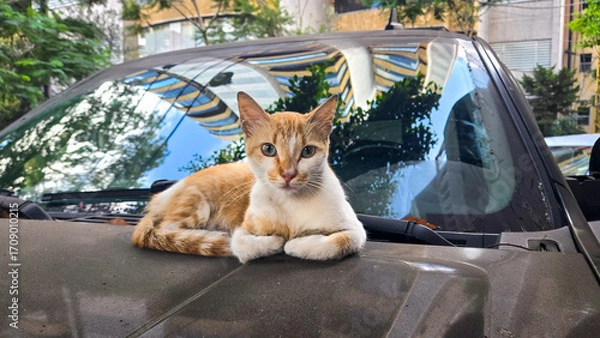 Obraz cat on the roof