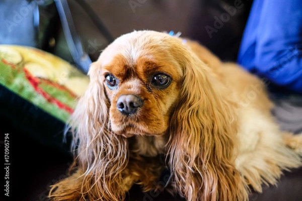 Obraz dog with long ear sitting on sofa