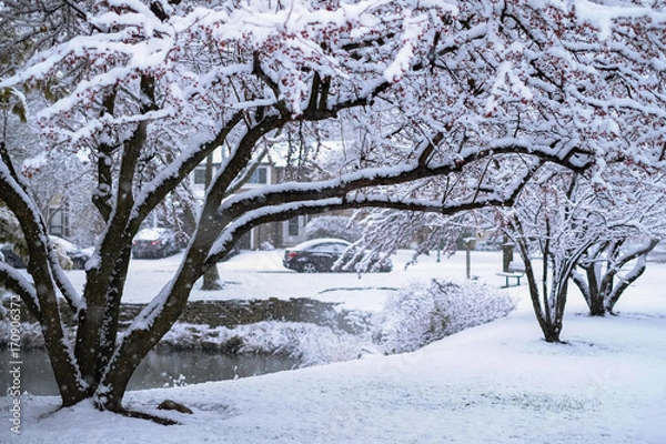 Obraz snow on trees by pond in suburb