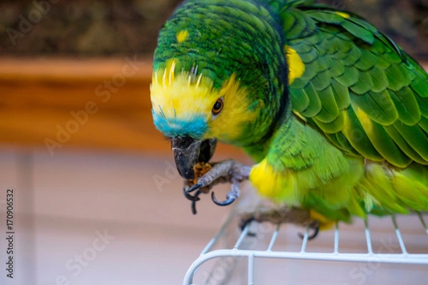 Obraz parrot eating food from claw