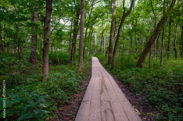 Obraz pathway through the forest