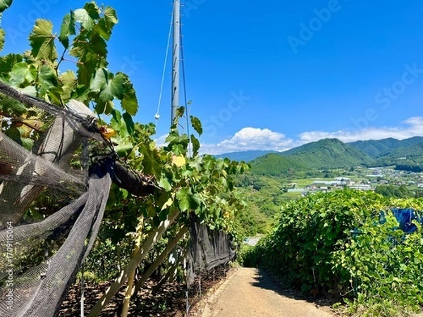 Obraz ぶどう畑から望む山4