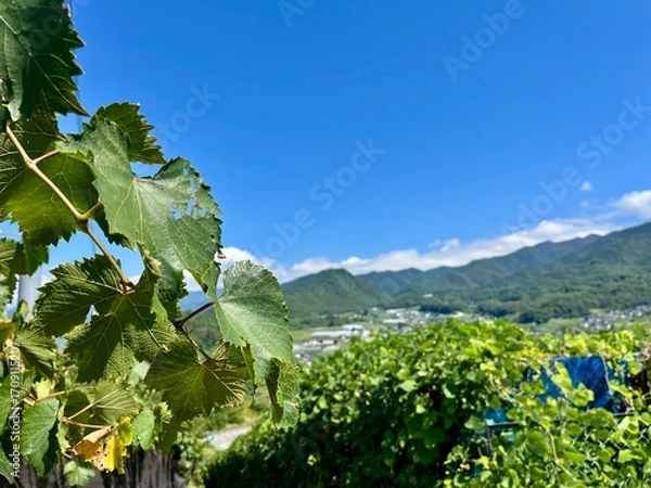 Obraz ぶどう畑から望む山