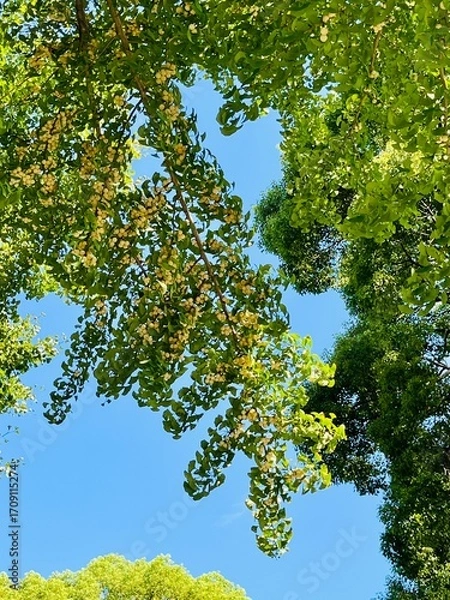 Obraz まだ薄い色の銀杏の実