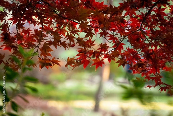 Fototapeta 真っ赤な紅葉