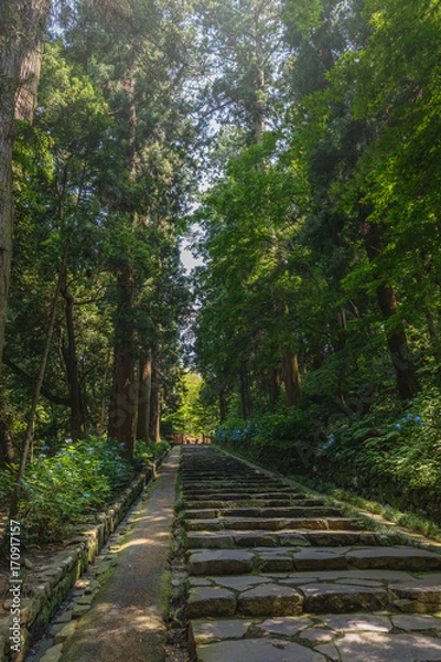 Fototapeta 瑞鳳殿参道風景