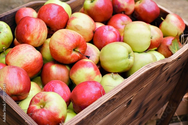 Fototapeta harvest many apples