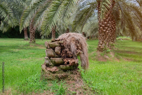 Fototapeta Date palm stump in a date palm orchard