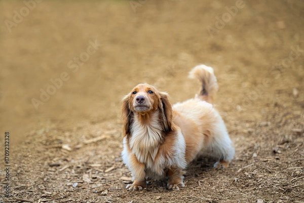 Fototapeta 2025-09-07 A GOLDEN COATED DACHSUND STANDING ON A PATH LOOKING UP WITH A STERN LOOK WITH NICE EYES AND A BLURRY BACKGROUND AT THE OFF LEASH DOG AREA AT MARYMOOR PARK IN REDMOND WASHINGTON