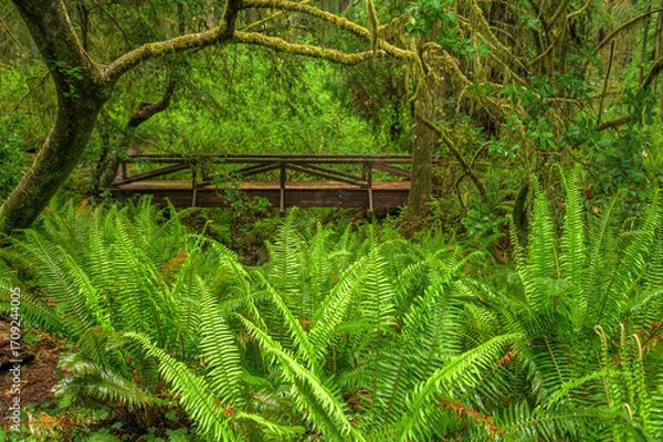Obraz Bridge In Ferns Forest