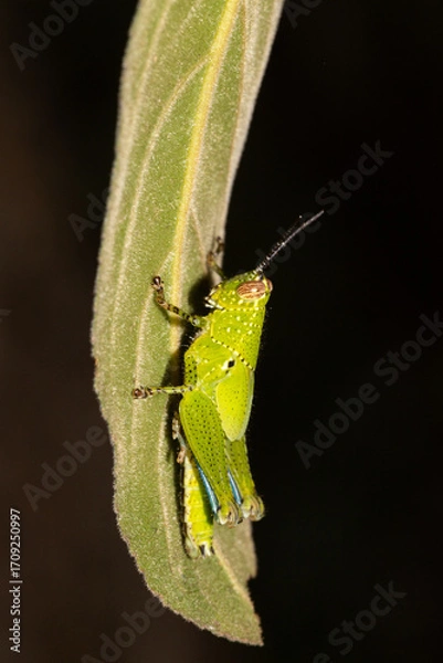 Fototapeta A macro close-up of a green grasshopper, a wild insect, perched on a single leaf