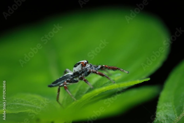 Fototapeta Jumping Spider (Telamonia dimidiata) perched on a green leaf. Its body is white with black patterns, legs reddish-brown, and large prominent eyes indicate its prey-searching behavior.