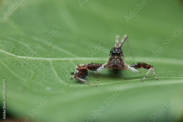 Fototapeta jumping spider (Portia sp. or similar), a member of the Salticidae family. The spider uses its large eyes for precise observation and prey capture. 