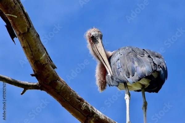 Obraz アフリカの鳥