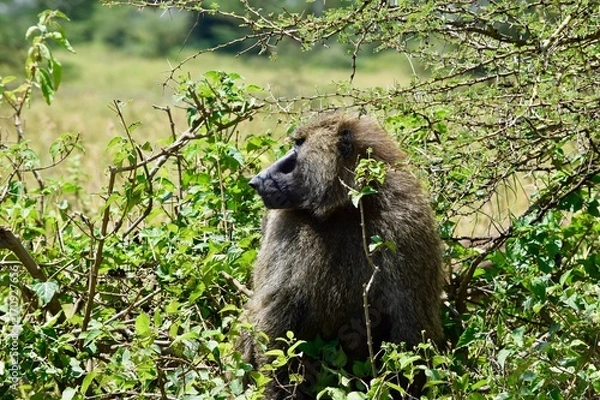 Obraz アフリカのヒヒ