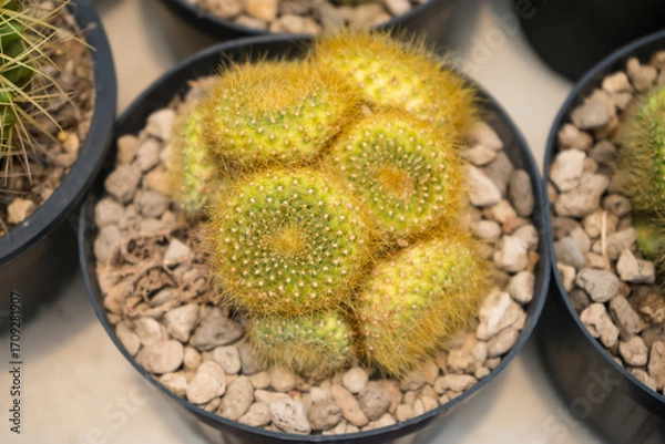Fototapeta Rows of potted golden barrel cacti neatly arranged in a greenhouse setting showcasing their spiky texture and desert plant appeal
