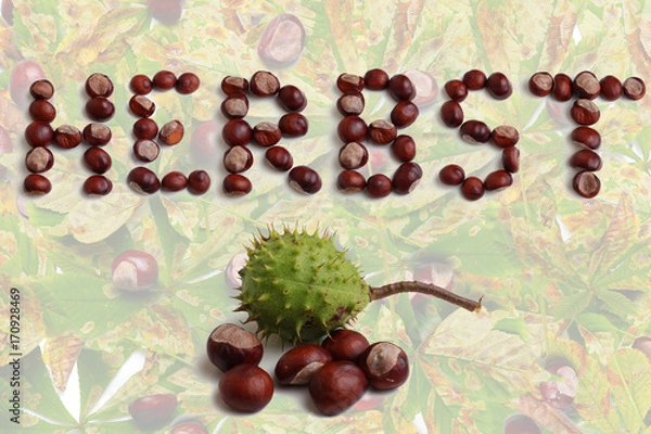 Obraz Kastanien Herbst