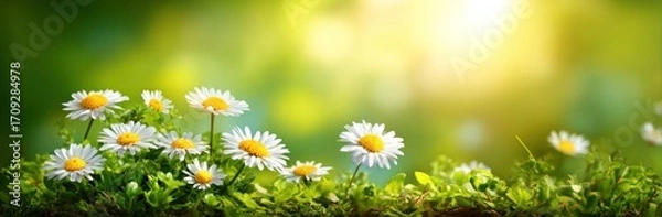Obraz Daisies bloom in bright sunlight with green grass under bokeh. White petals and yellow centers pop against blurred verdant background