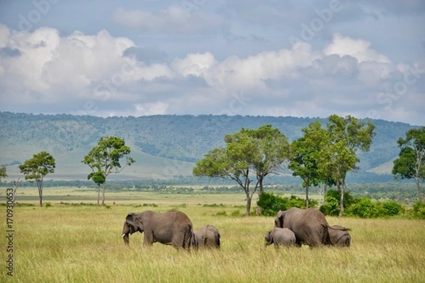 Obraz アフリカゾウ