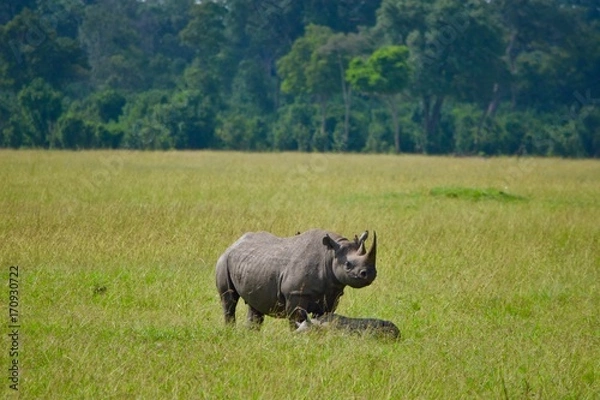 Obraz アフリカのサイ