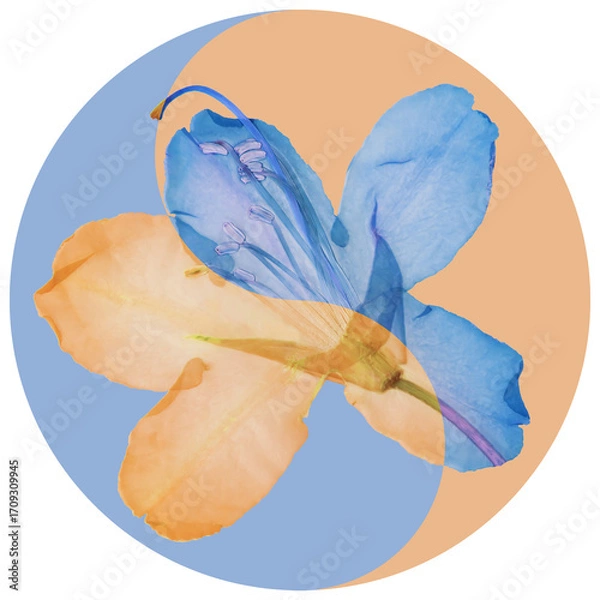 Fototapeta Floral symbol Yin-Yang. rhododendron. Geometric pattern of Yin-Yang from flowers. Mobile phone case oriental style. Kerchief design or tablecloth print. Cellphone cover. For textile, cotton fabric.