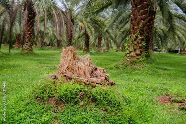 Fototapeta Date palm stump in a date palm orchard