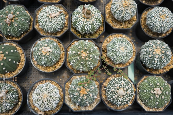 Fototapeta Top-down view of colorful cacti in small pots arranged in a grid pattern at a garden center or nursery for decorative indoor use