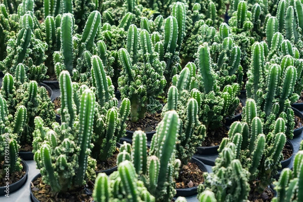 Fototapeta Rows of green cacti potted in black containers at a plant nursery, showcasing different varieties of cacti in bright sunlight