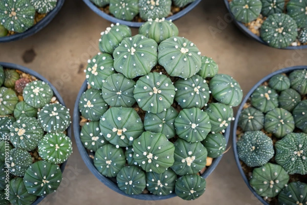 Fototapeta Top-down view of colorful cacti in small pots arranged in a grid pattern at a garden center or nursery for decorative indoor use