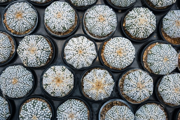 Fototapeta Top-down view of colorful cacti in small pots arranged in a grid pattern at a garden center or nursery for decorative indoor use
