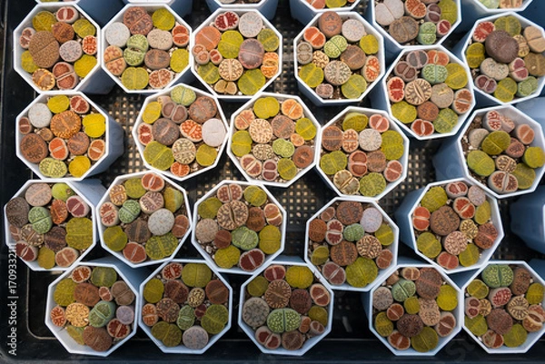 Fototapeta Top-down view of colorful cacti in small pots arranged in a grid pattern at a garden center or nursery for decorative indoor use