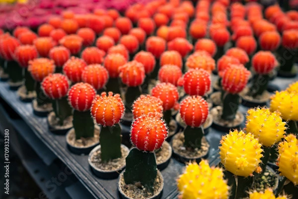 Fototapeta Vibrant red and yellow cacti displayed in neat rows at a plant nursery, showcasing a variety of Gymnocalycium species