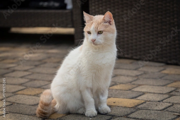 Obraz Close-up of a Turkish Van cat sitting in a courtyard on a summer day.