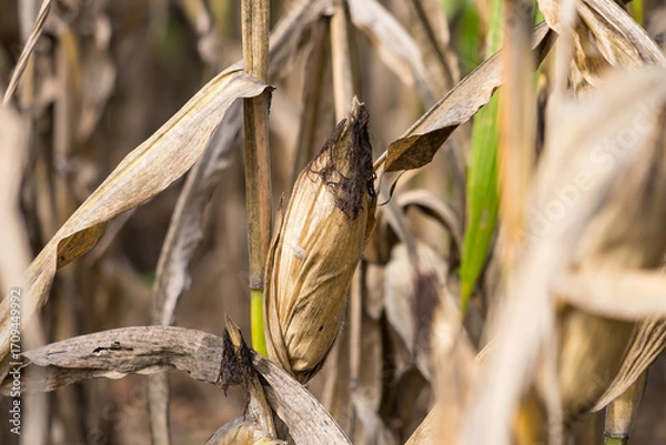 Fototapeta Close-up of ripe corn on the stalk with dried husks, surrounded by a field of corn plants under natural sunlight