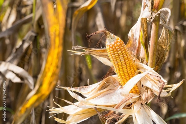 Fototapeta Close-up of ripe corn on the stalk with dried husks, surrounded by a field of corn plants under natural sunlight