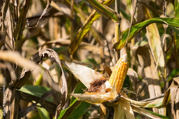 Fototapeta Close-up of ripe corn on the stalk with dried husks, surrounded by a field of corn plants under natural sunlight