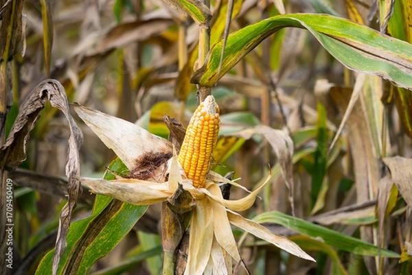 Fototapeta Close-up of ripe corn on the stalk with dried husks, surrounded by a field of corn plants under natural sunlight