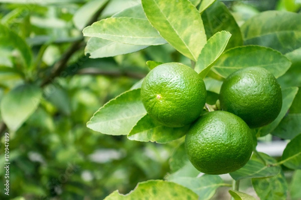 Obraz Green lime on a tree