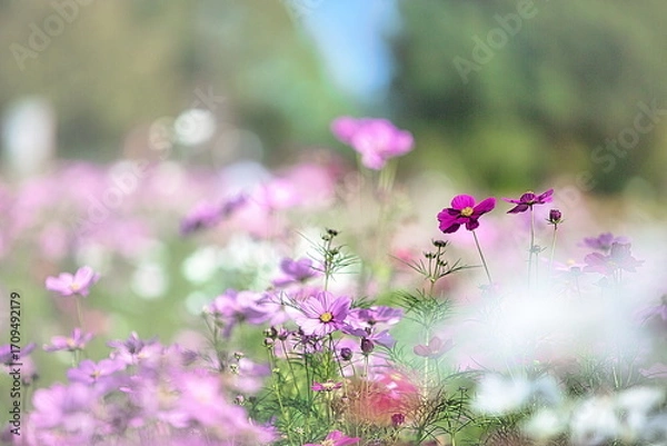 Obraz 愛知県一宮市にある138タワーパークでは、秋になるとカラフルなコスモで彩られます