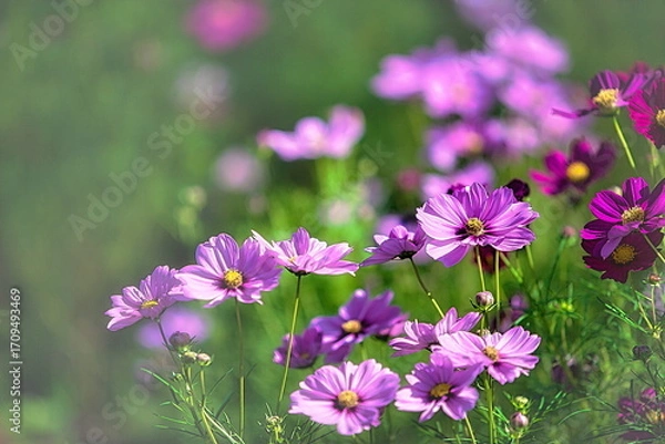 Obraz 愛知県一宮市にある138タワーパークでは、秋になるとカラフルなコスモで彩られます