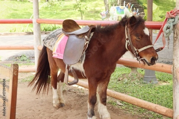Obraz Miniature horse