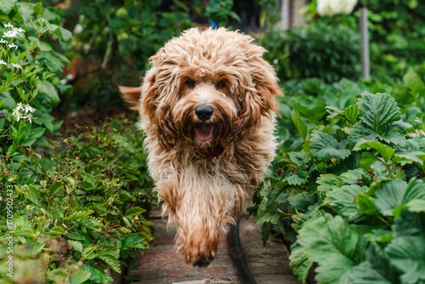 Fototapeta Beautiful brown curly-haired goldendoodle or labradoodle dog in the garden in summer