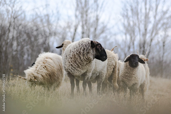 Fototapeta Flock of sheeps on the field in wintertime