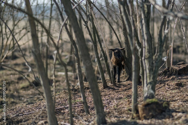 Obraz Newborn black lamb in a tall grass