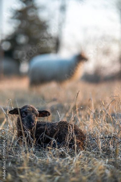 Fototapeta Racka mother sheep with her lamb