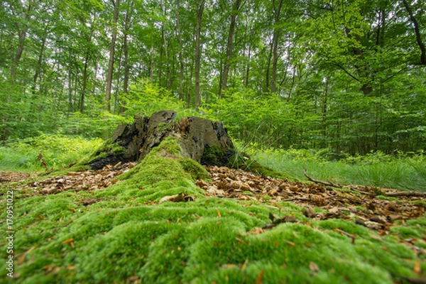 Obraz Baumwurzel mit Moos