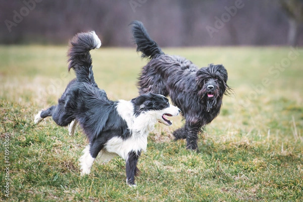 Fototapeta Pair of dogs runs in the meadow